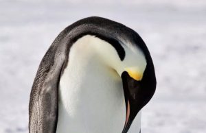 སྲོག་ཆགས་ཀྱི་འཇིག་རྟེན་ལ་ཉུལ་བ། ༢ བྱ་ཁྱེའུ།