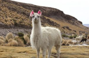 སྲོག་ཆགས་ཀྱི་འཇིག་རྟེན་ལ་ཉུལ་བ། ༣ རླ་མ་རྔ་མོང་ལུག (Llamas)