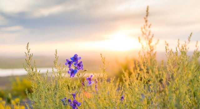 མཐོང་འདོད་སྙིང་གི་ཚི་ལུ་ལགས།།