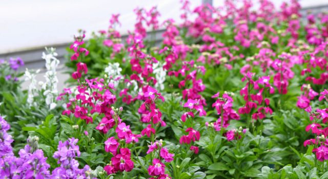 སྒྲོལ་མ་མེ་ཏོག