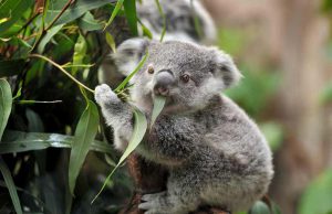 སྲོག་ཆགས་ཀྱི་འཇིག་རྟེན་ལ་ཉུལ་བ། ༡ ཁའོ་ཨ་ལཱ།