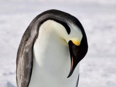 སྲོག་ཆགས་ཀྱི་འཇིག་རྟེན་ལ་ཉུལ་བ། ༢ བྱ་ཁྱེའུ།