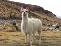 སྲོག་ཆགས་ཀྱི་འཇིག་རྟེན་ལ་ཉུལ་བ། ༣ རླ་མ་རྔ་མོང་ལུག (Llamas)