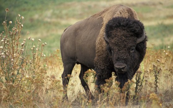 སྲོག་ཆགས་ཀྱི་འཇིག་རྟེན་ལ་ཉུལ་བ། (༤) ཨ་རིའི་གླང་རྒོད། (Bison)