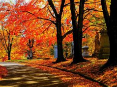 ཚེ་གཅིག་འཕྲད་པས་མ་ཚིམ་བྲོ་བ་ཞིག །